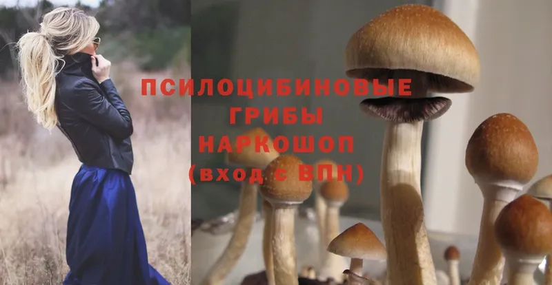 Галлюциногенные грибы Psilocybe  Бабаево 